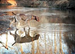 Gsp rescue is a network of dedicated volunteers who have the capacity to love their breed beyond the regard they hold for their own personal dogs. The German Shorthaired Pointer Ultimate Breed Information Guide Your Dog Advisor