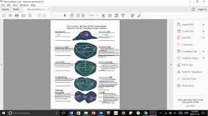 A cell with a diploid number of 20 undergoes meiosis. 31 Cells Alive Meiosis Phase Worksheet Answers Free Worksheet Spreadsheet