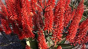 Image result for Aloe wildii
