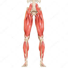 Nsan Vücut Kas Sistemi Bacak Kasları Anatomisi Boyut — Stok Foto ©  magicmine 420002488