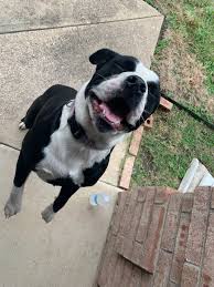 Here are a few more photos of the sweet lady..We've given her some food and  water, now she's napping