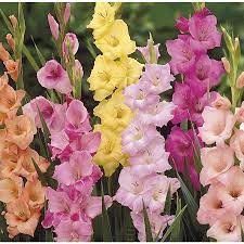 Garden State Bulb Pastel Gladiolus Mixed Bulbs Lb027c Lowes Com Gladiolus Planting Bulbs Gladiolus Flower