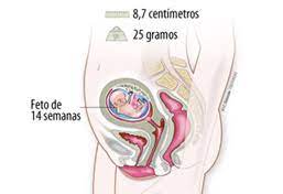 Embarazo Semana 14 La Cara Del Bebe Se Humaniza Natalben
