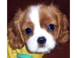We read somewhere recently if there are 2 puppies that they do better together. King Charles Spaniel Puppies Price In Dehradun King Charles Spaniel Puppies For Sale In Dehradun