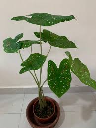 Maybe you would like to learn more about one of these? 2 5feet 58 Cm Tall Caladium Florida Clown Good Growth Furniture Home Living Gardening Plants Seeds On Carousell