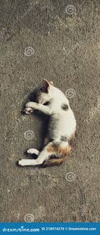 A lonely kitten stock photo. Image of carnivore, meow - 218974270