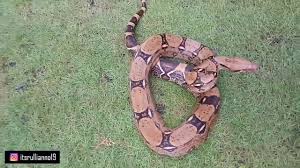 Check spelling or type a new query. Bagaimana Cara Ular Boa Berkembang Biak Inilah Fakta Tentang Ular Boa Youtube