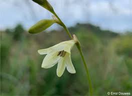 Image result for Tritonia moggii
