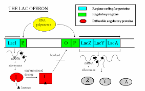 Response Obtained In Tests Of Β-Galactosidase Solutions At Different... |  Download Scientific Diagram