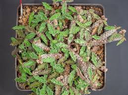 Image result for Euphorbia dawei