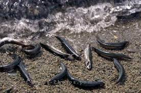 Substitute, mock caviar, milk substitute, substitute goods, artificial honey. Dalle Uova Di Capelin Ai Succedanei Del Caviale Trashfood
