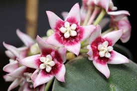 Pin On Hoya Plants