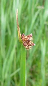 Image result for Schoenoplectus muricinux