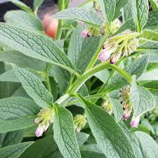 It grows very well in my. Symphytum X Uplandicum Bocking 14 Buy Plants At Coolplants