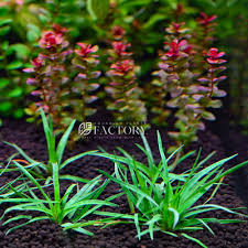 Image result for Eriocaulon inyangense