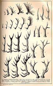 Antler Wikipedia