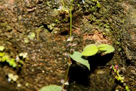 Image result for Pseudechinolaena polystachya