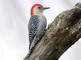 Although some common species may be spotted in the backyards of suburban indiana homeowners, they usually inhabit the forested areas. Red Bellied Woodpecker Identification All About Birds Cornell Lab Of Ornithology
