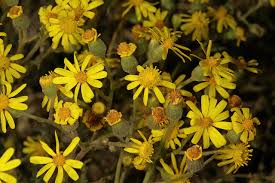 Image result for Senecio consanguineus