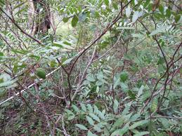 Image result for Pteleopsis anisoptera