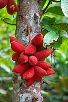 Image result for Sterculia quinqueloba