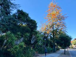 Image result for Grevillea robusta