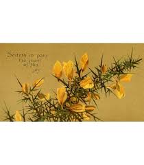 Image result for Crossandra greenstockii