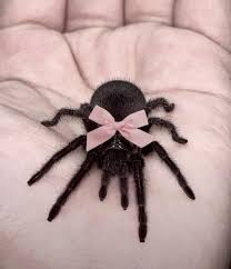 Image result for tbn:ANd9GcSHbzXs1kessAqDv7vBRCjqGb5EOeKOyWWMr8QKkcYGZeP2G5KpJA