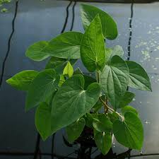 Compare prices & read reviews. Lizard Tail Bog Plant Plants For Ponds Water Gardens