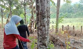 Check spelling or type a new query. Kph Pls Identifikasi Potensi Gaharu Dan Jamur Di Dua Desa Kanal Kalimantan