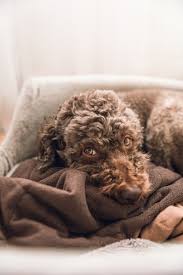 Scotty sucht ein neues zuhause. Lagotto Romagnolo Der Hund Des Wassers Die Geschichte Und Die Eigenschaften Truffel Kaufen Im Truffelshop Und Truffelbaume Bestellen