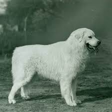 Great Pyrenees Dog Breed Information