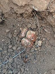 Image result for Gladiolus microspicatus