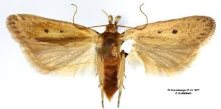 Image result for Nothris verbascella