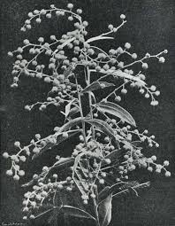 Image result for Abutilon englerianum