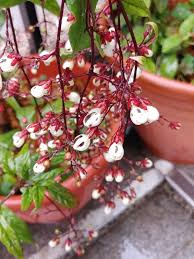 Image result for Clerodendrum silvanum
