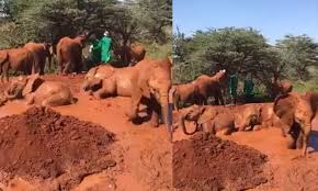 Top 10 cutest baby elephants of all time. à´š à´³ à´®à´£ à´£ àµ½ à´• à´³ à´¯ à´® à´¯ à´• à´Ÿ à´Ÿ à´¯ à´¨à´•àµ¾ à´¸ à´¨ à´¹ à´µ à´¤à´± à´¸à´® à´¹à´® à´§ à´¯à´®à´™ à´™àµ¾ Baby Elephants Enjoy Bathing In Mud In Adorable Viral Video Madhyamam