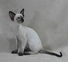 Siamese Kittens Oriental Siamese Cats In Illinois Siamese Kittens Cats Siamese Cats