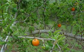 Image result for Ximenia afra