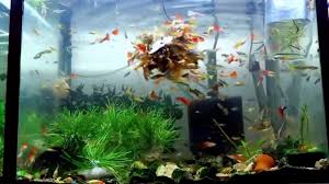 Freshwater Community Fishtankaquariums Fish Hd 3 Freshwater Community Fishtankaquariums Fish Hd 3my Fish Tank Aq Community Fish Tank Molly Fish Aquarium Fish