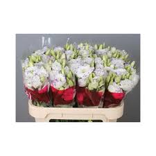 Image result for eustoma Balboa