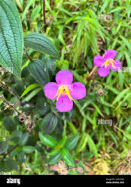 Image result for Dissotis