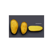 Sa peau et sa chair jaune est idéale en salade, vapeur et rissolées. Achat Semence Pomme De Terre Bio Allians Sur Plant Pommes De Terre
