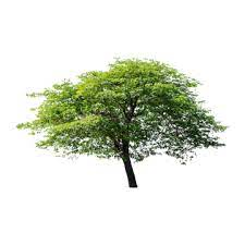 Isolated Tree On White Background Tree Green Isolated Png Transparent Clipart Image And Psd File For Free Download White Background Tree Silhouette Tree