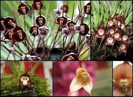 Seeds Dracula Simia Flower Seeds ...