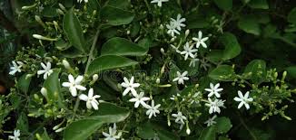 Image result for Jasminum fluminense