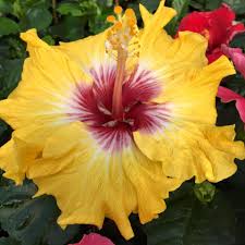 No they are not safe for dogs, they are harmless to humans but very toxic to pets.please see related link below. 10 Dog Safe Plants For Your Home And Garden The Plant Gallery