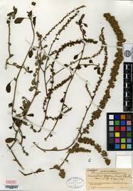 Image result for Amaranthus praetermissus