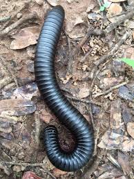 Image result for Tricliceras lobatum