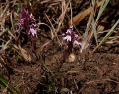 Image result for Sopubia ramosa